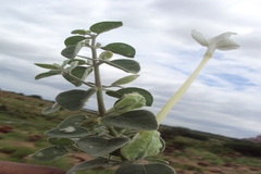 Barleria longiflora